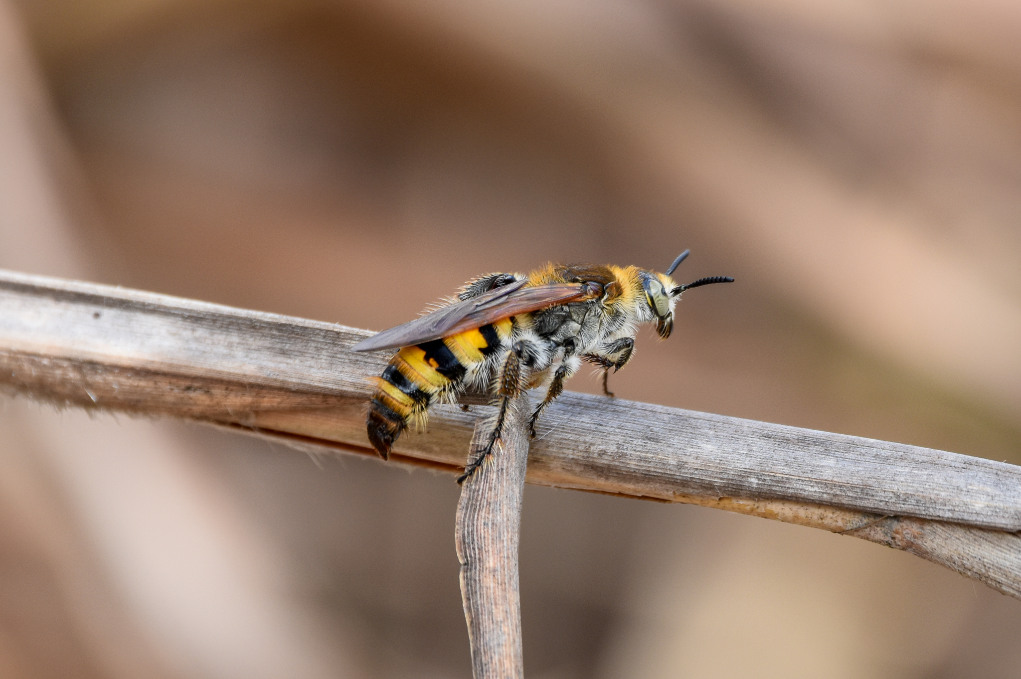 Yellow Hairy Flower Wasp