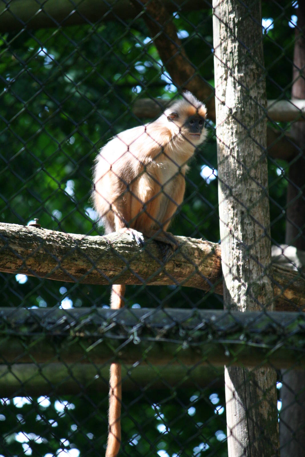 Yellow-handed mitred surili?