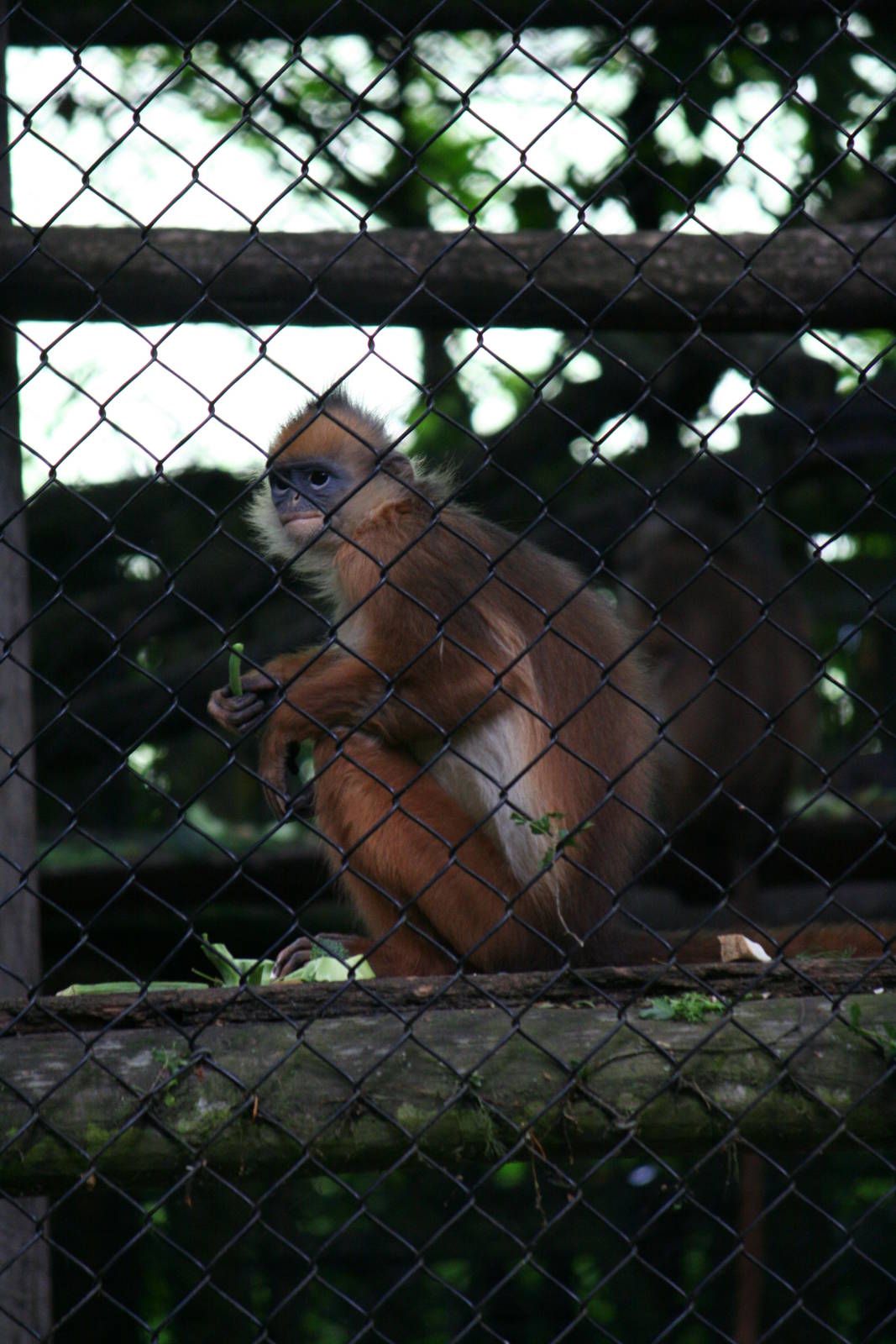 Yellow-handed mitred surili?