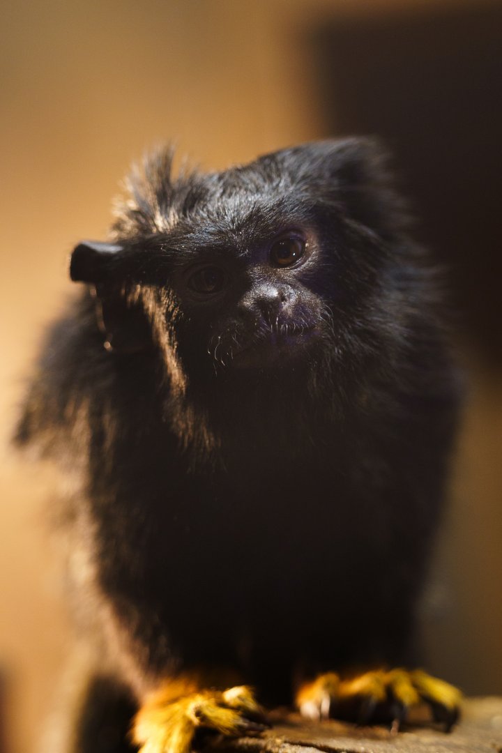 Yellow Handed Tamarin - Izu Shaboten Zoo