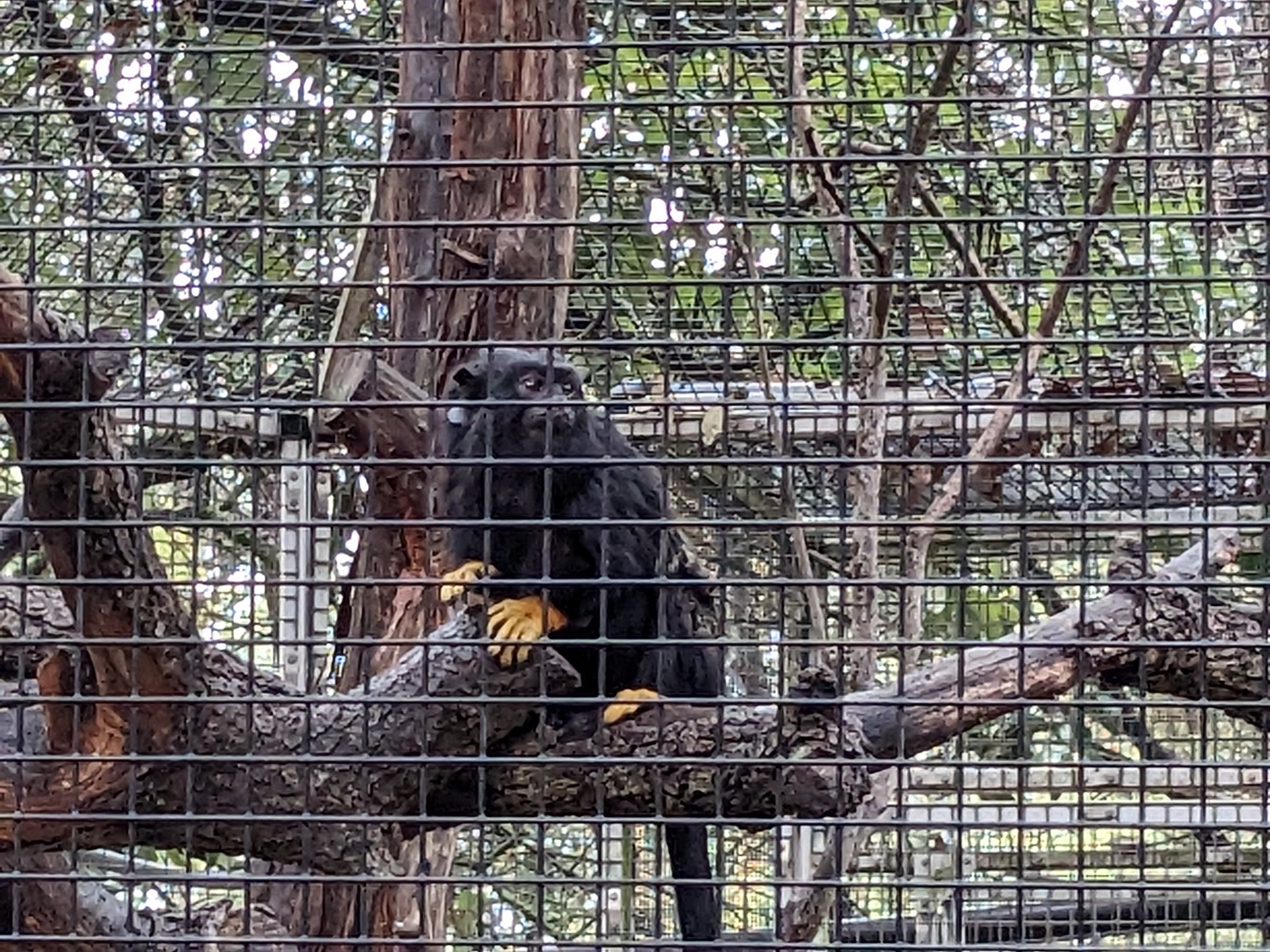 Yellow-handed tamarin