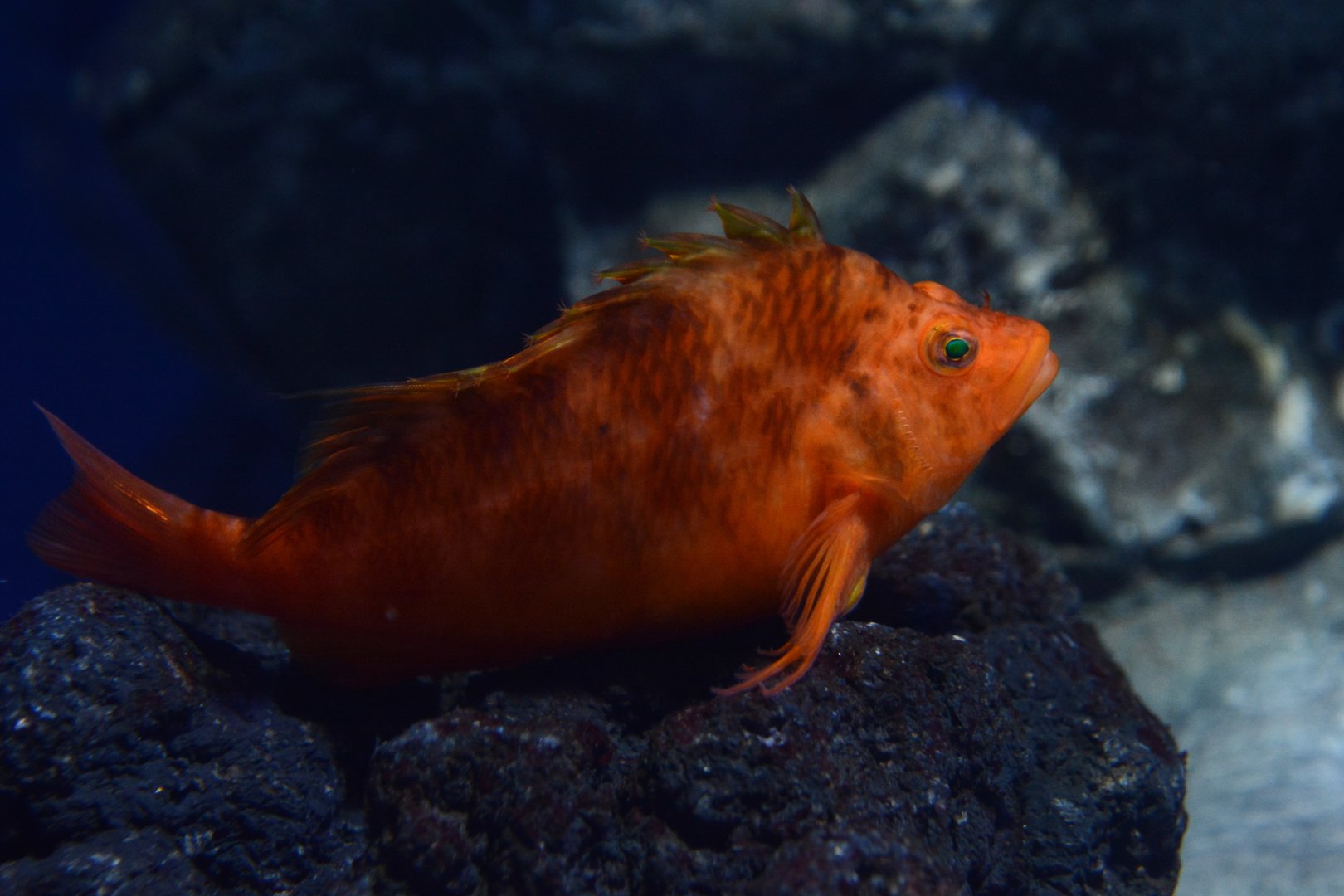 Yellow hawkfish (Cirrhitichthys aureus)