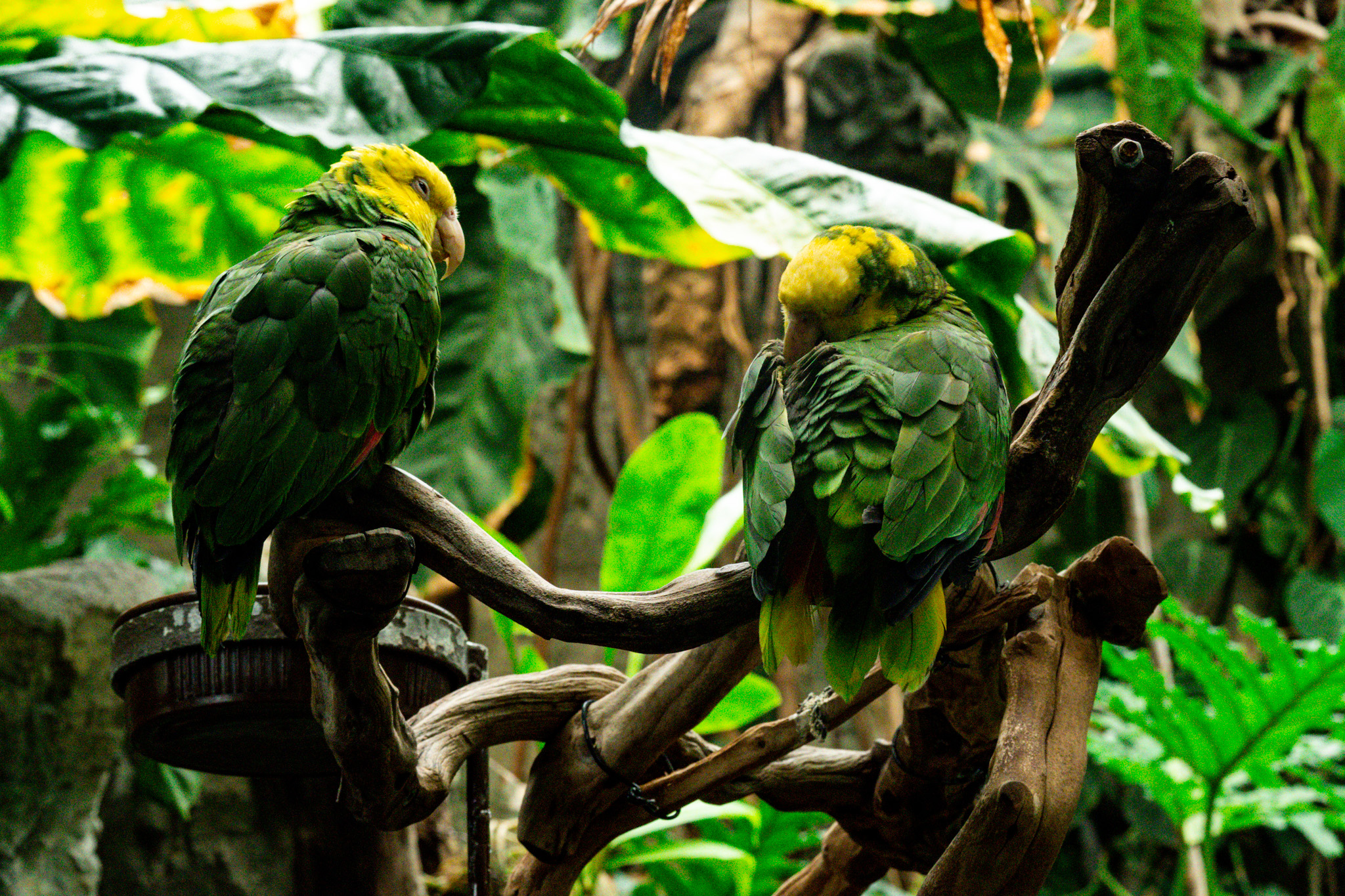 Yellow-Headed Amazon (Amazona oratri)