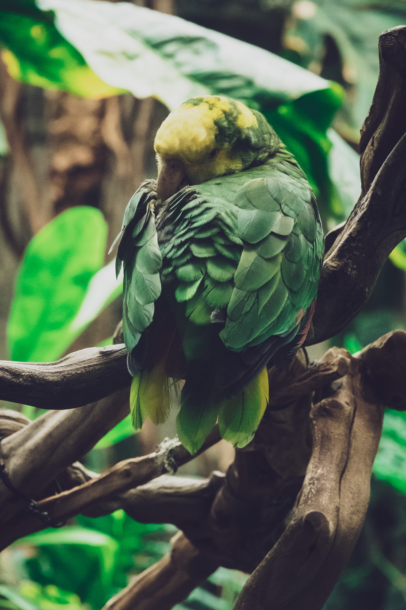 Yellow-Headed Amazon (Amazona oratri)