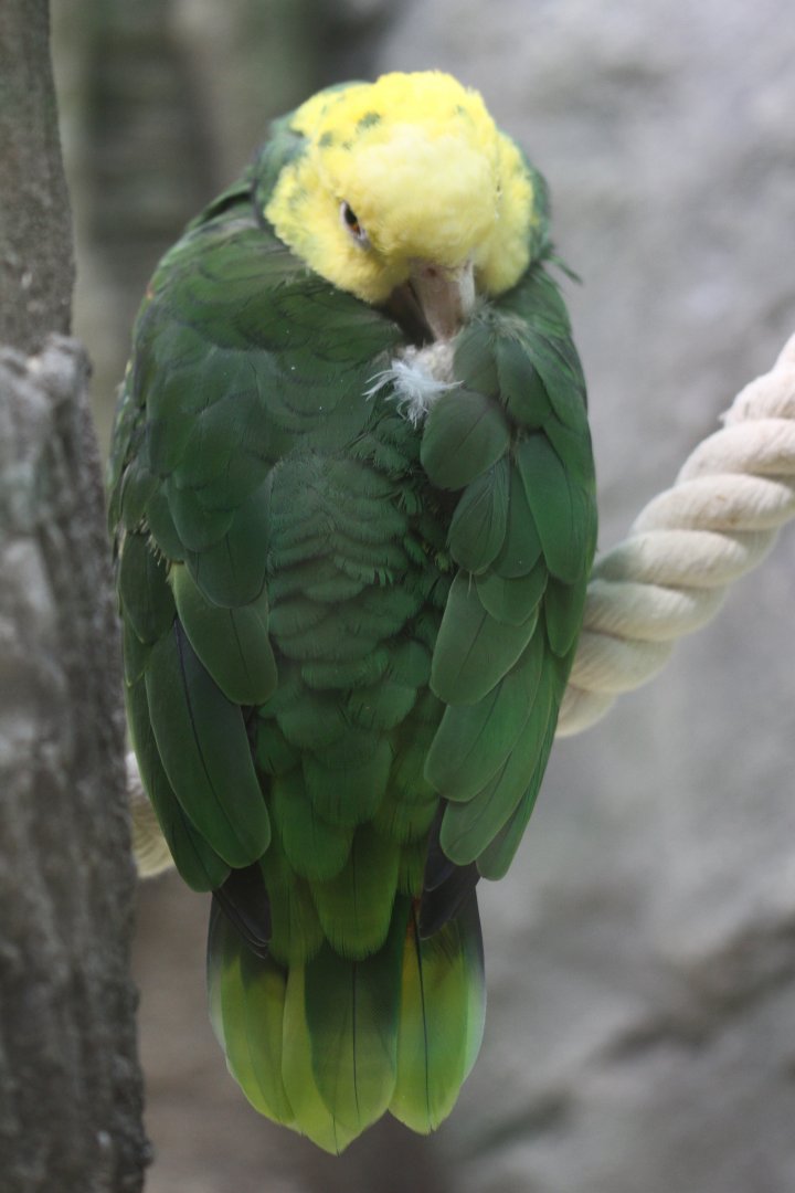 Yellow-headed amazon (Amazona oratrix, I think)