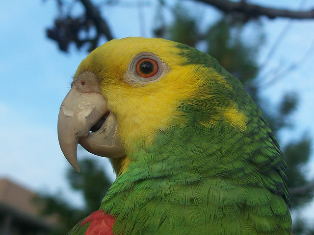 Yellow-headed Amazon (Amazona oratrix)