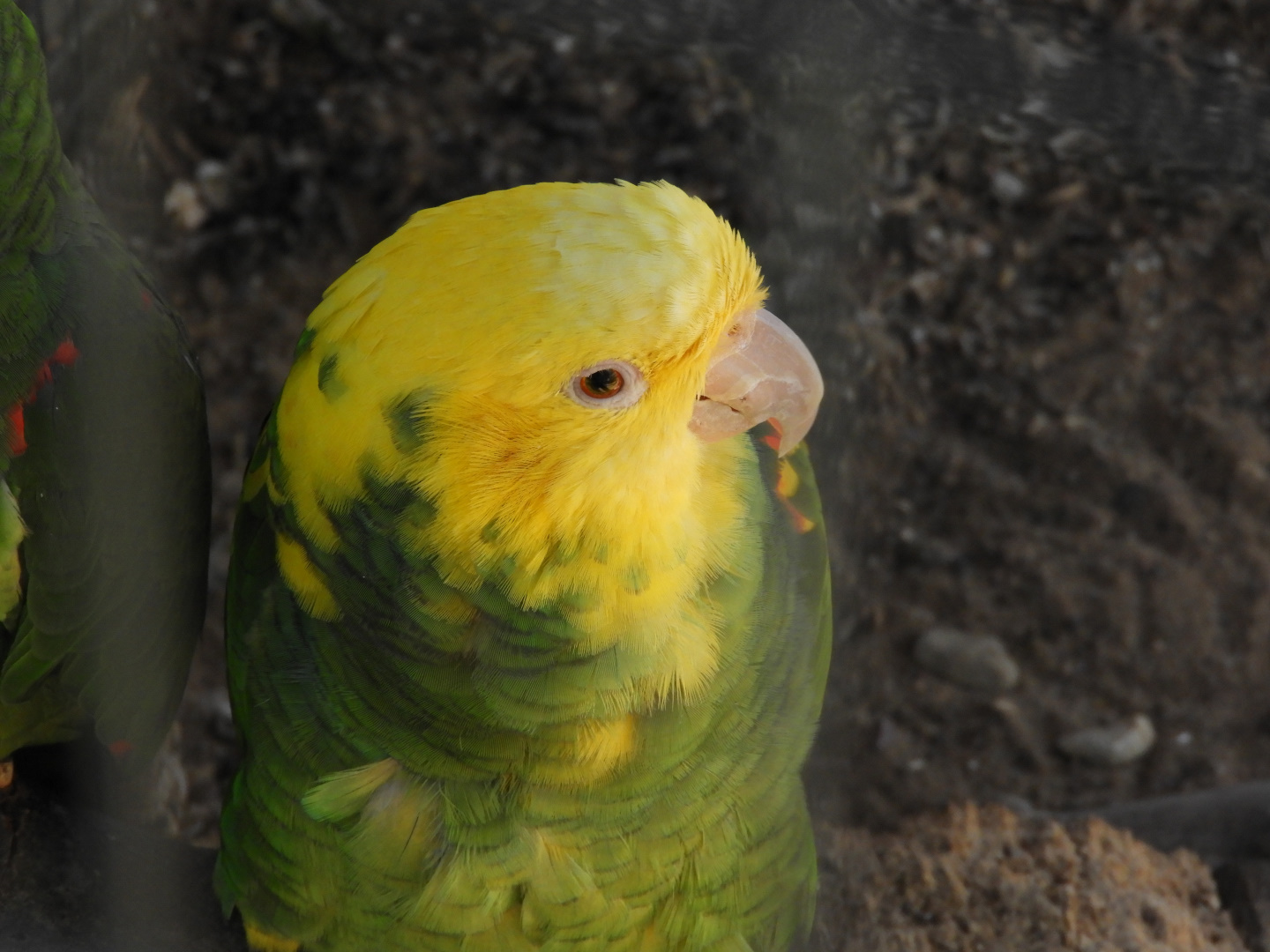 Yellow-Headed Amazon (Amazona oratrix)