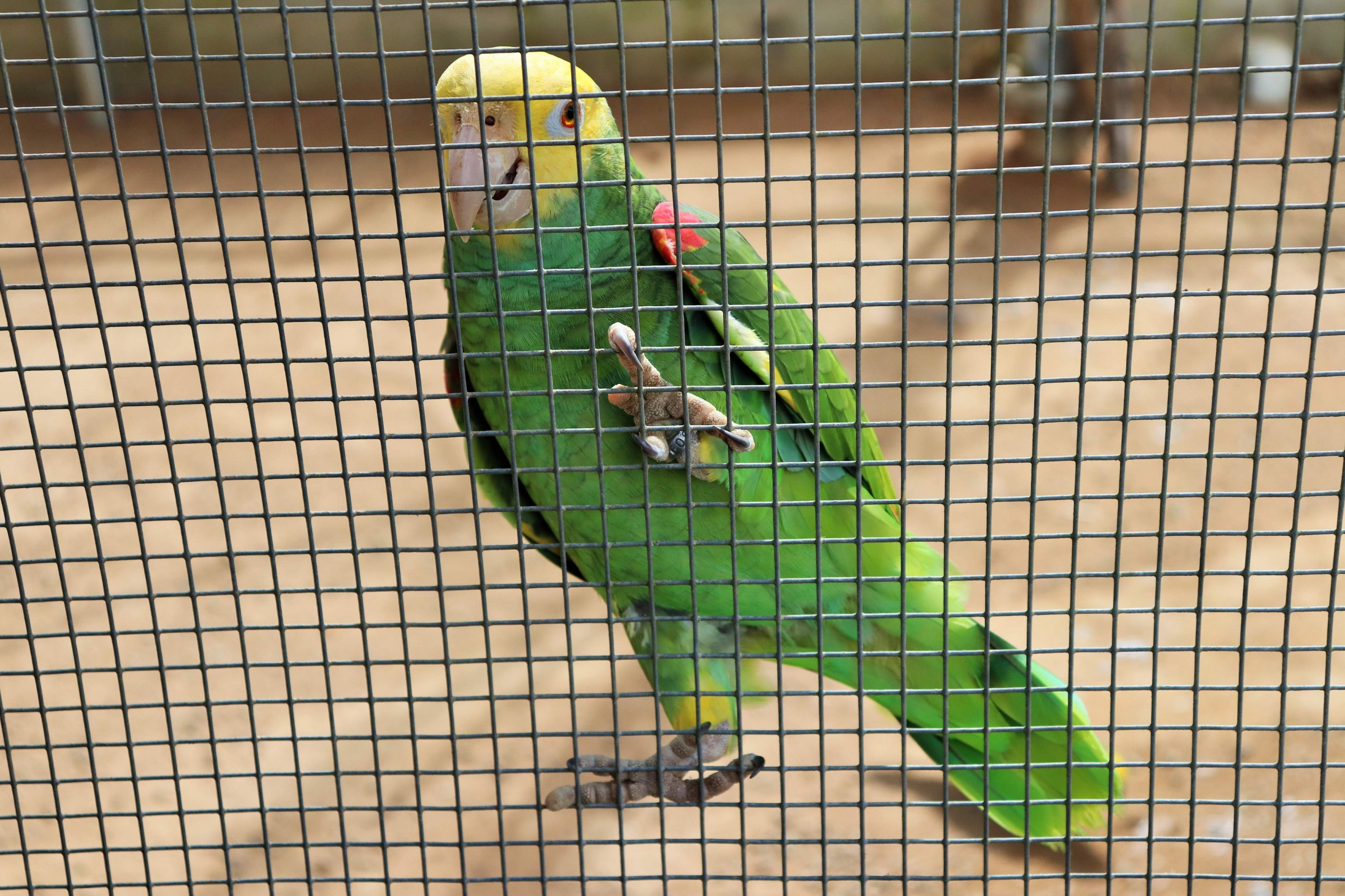 Yellow-headed Amazon (Amazona oratrix)