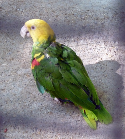 Yellow-headed amazon (Amazona oratrix)