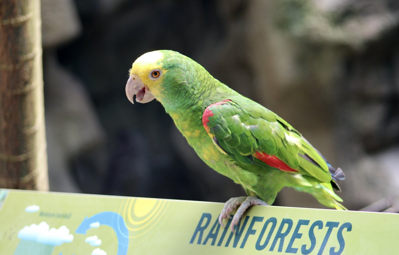 Yellow-Headed Amazon (Amazona oratrix)