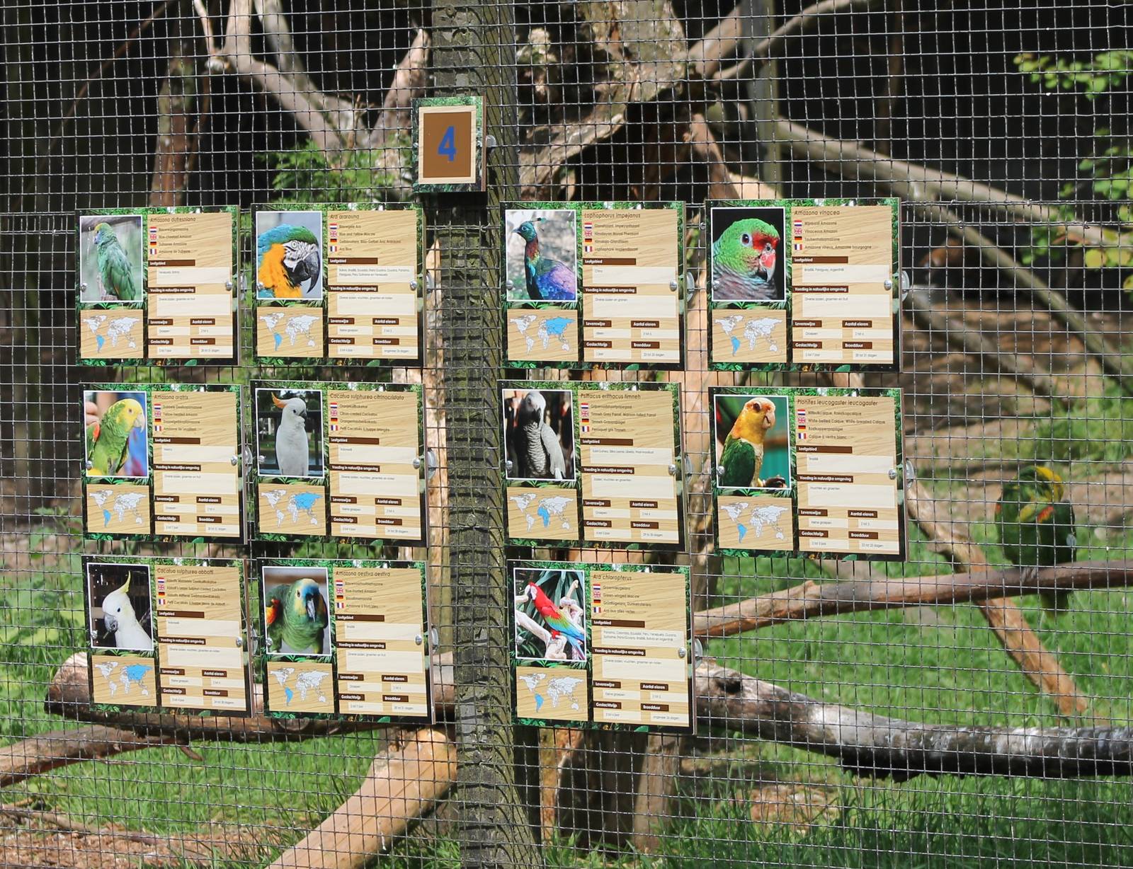 Yellow-headed amazon - and some signs