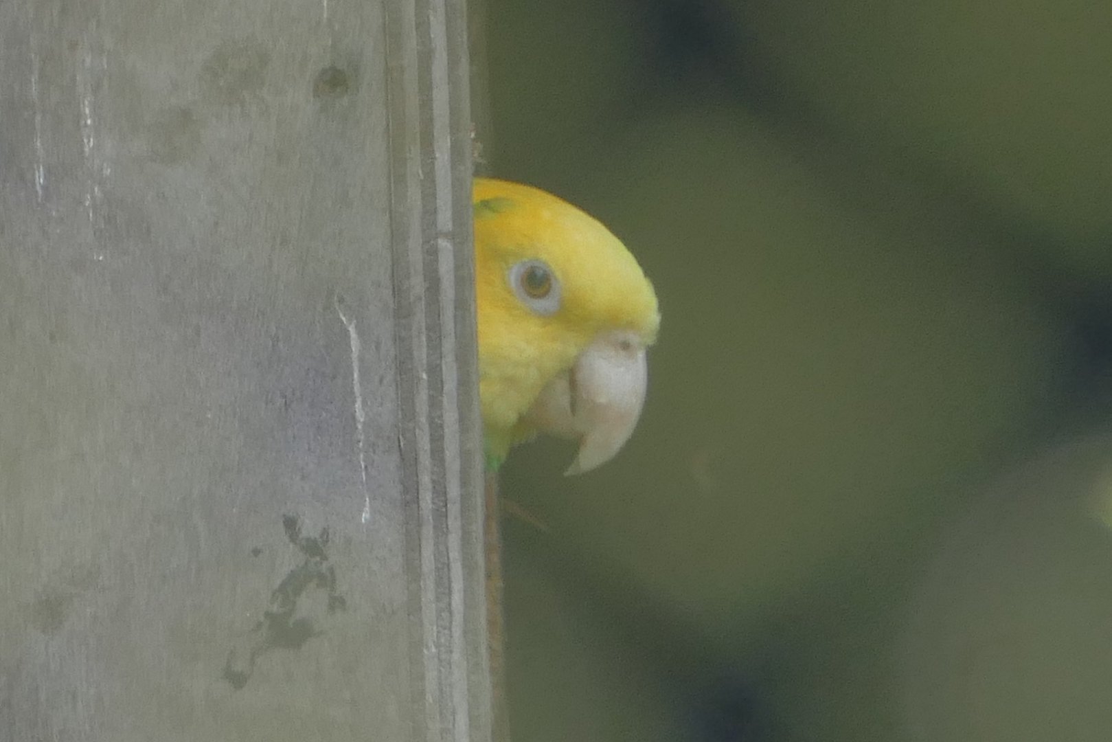 Yellow-headed Amazon, August 2018