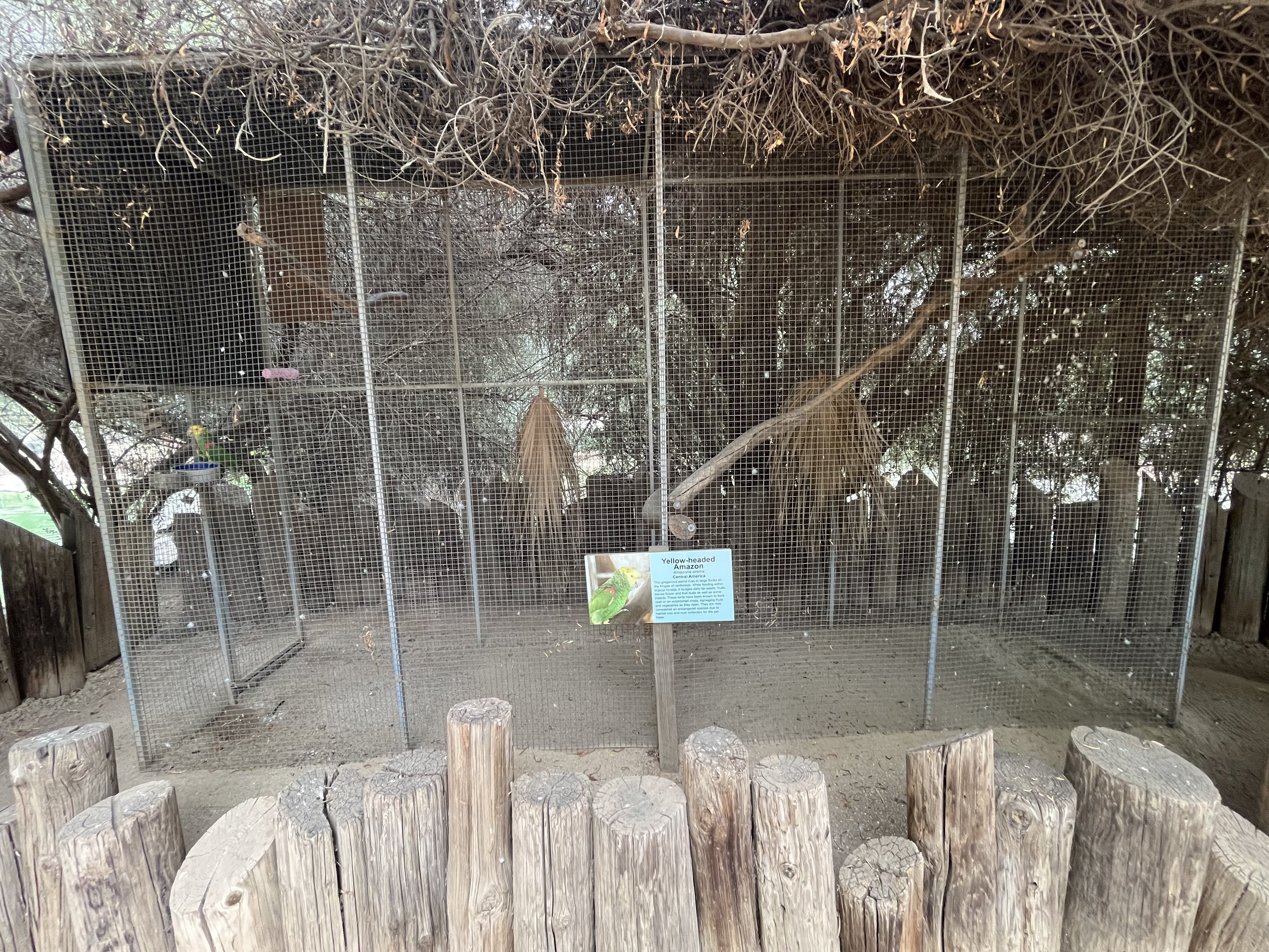 Yellow-headed Amazon Aviary