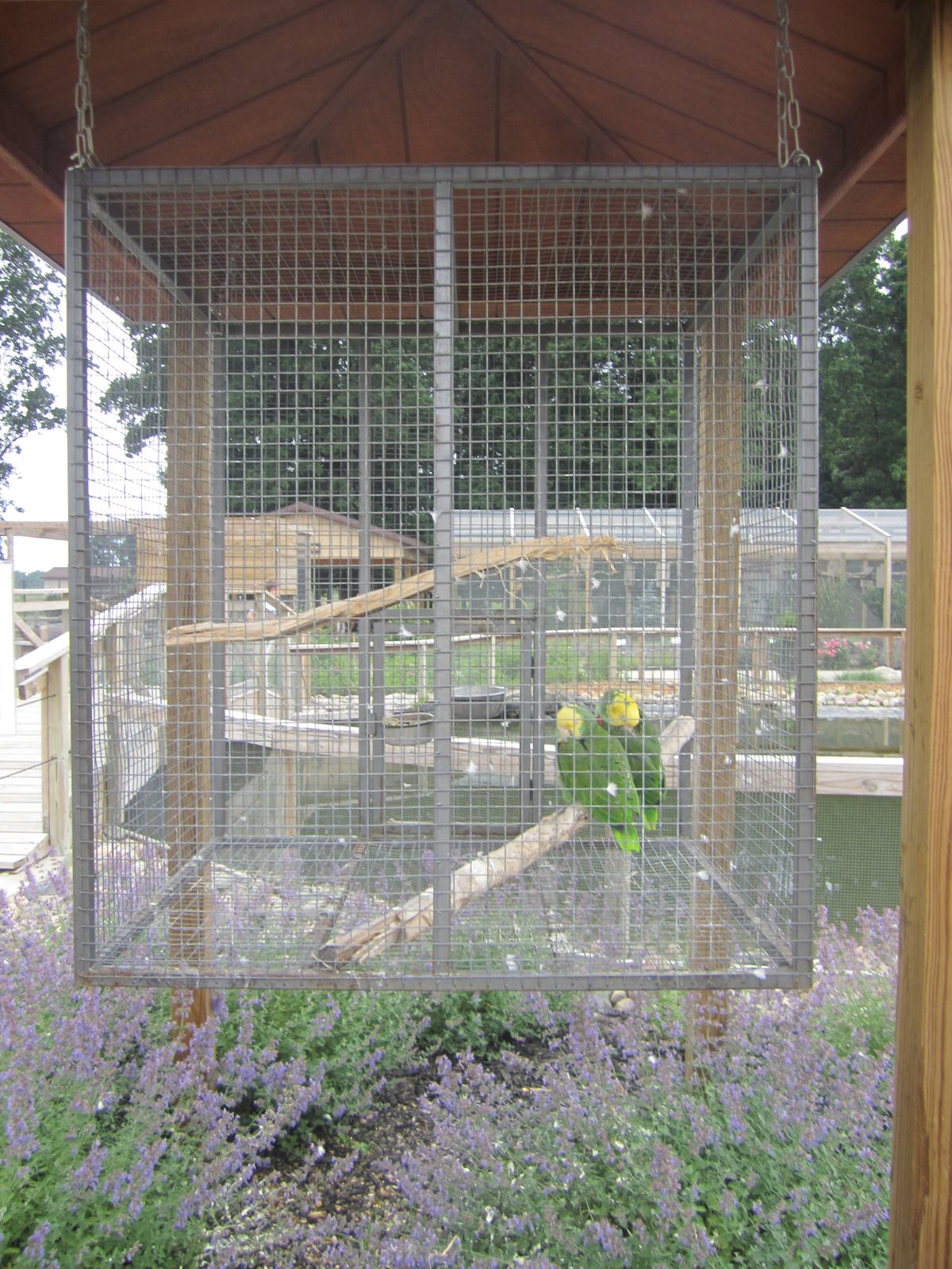 Yellow Headed Amazon Cage