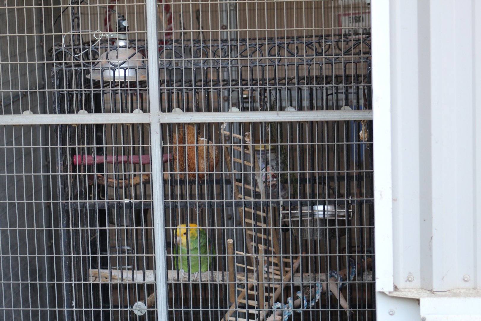 Yellow-Headed Amazon Enclosure