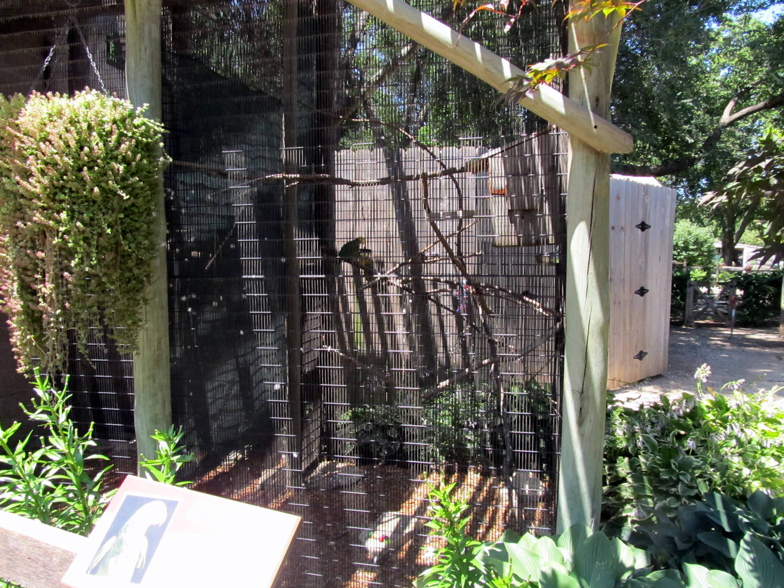 Yellow-headed Amazon Exhibit