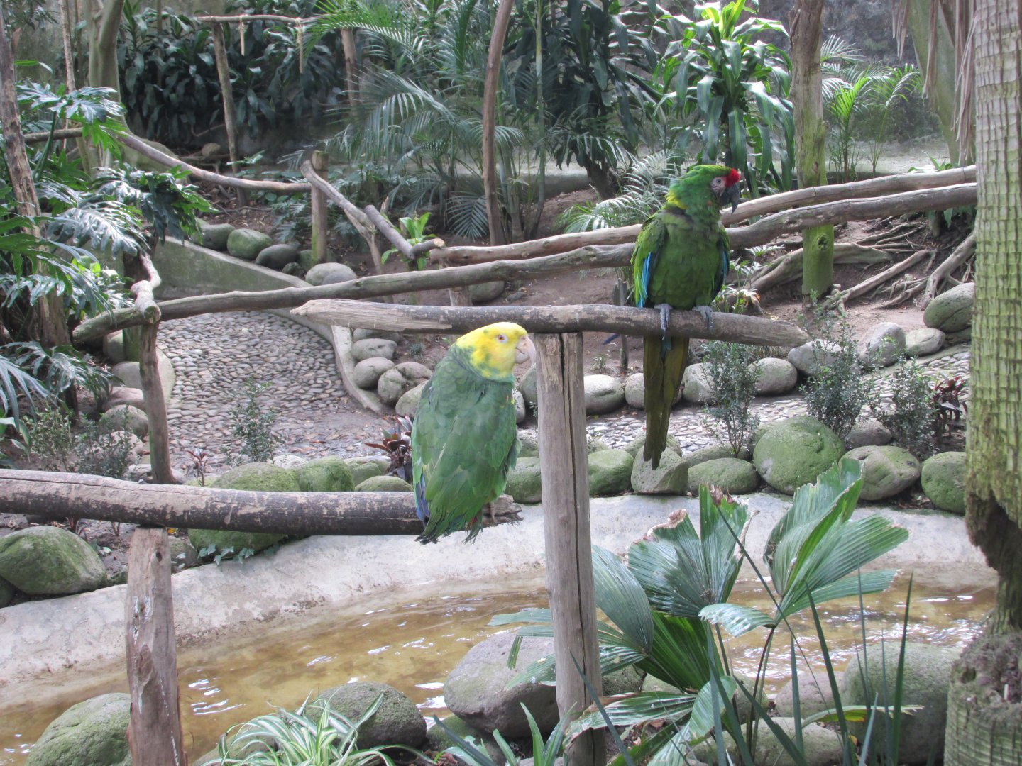 Yellow Headed Amazon Parrot and Mexican military Macaw