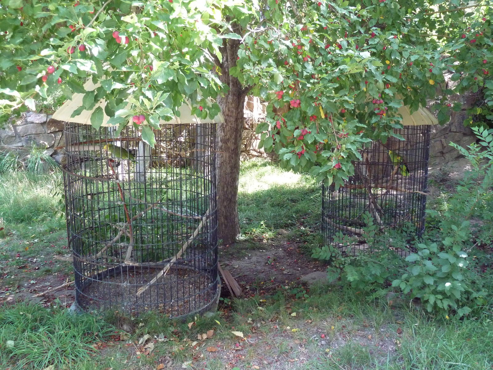 Yellow-Headed Amazon Parrot Aviaries