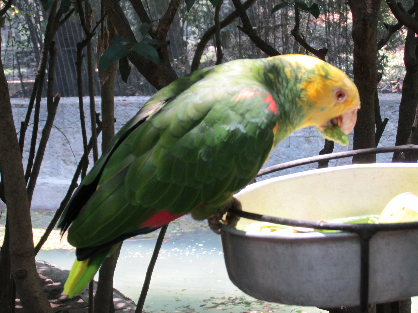 yellow headed amazon parrot chapultepec zoo