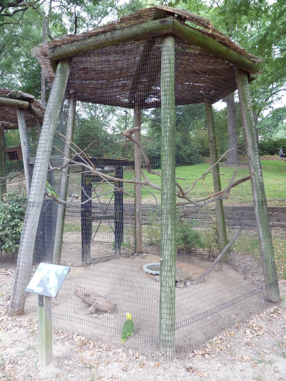 Yellow-Headed Amazon Parrot Exhibit