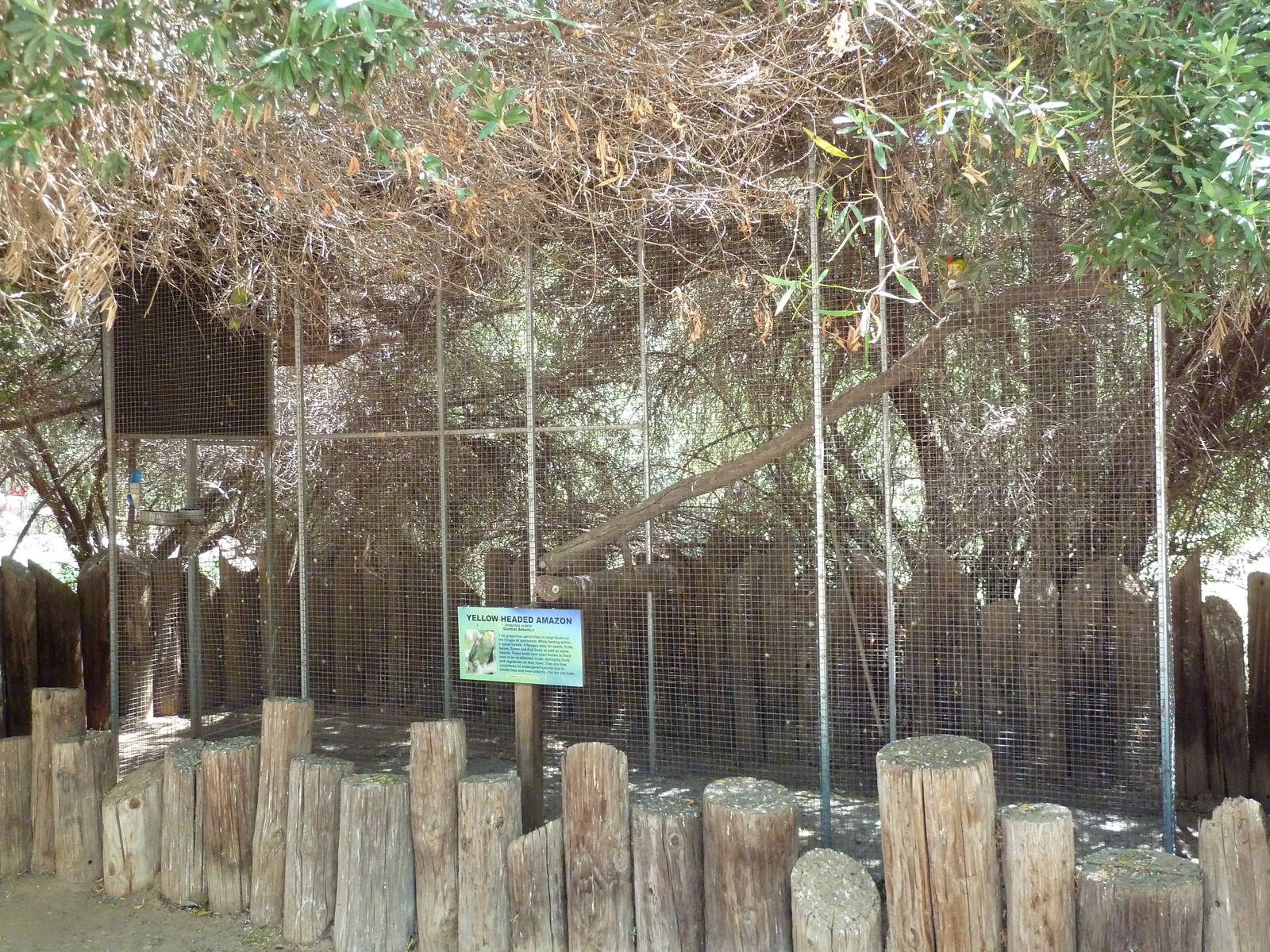 Yellow-Headed Amazon Parrot Exhibit