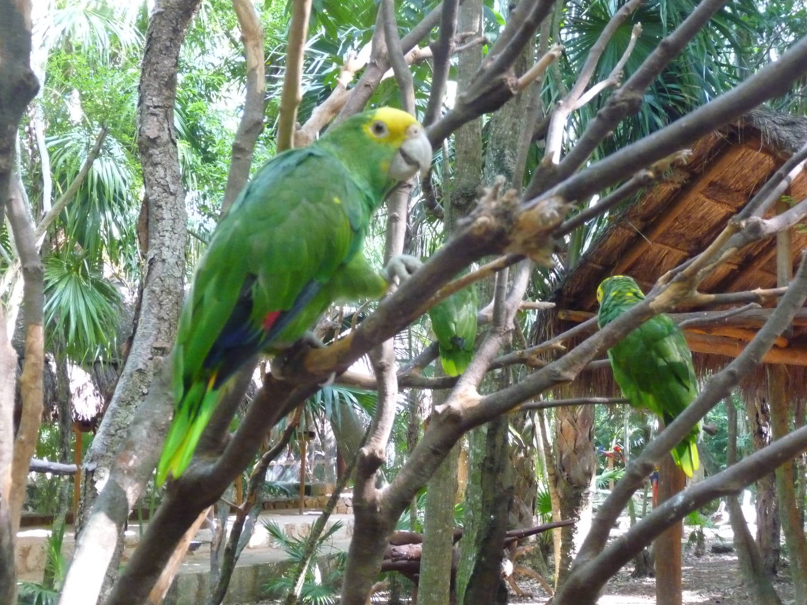 yellow headed amazon parrot xcaret park