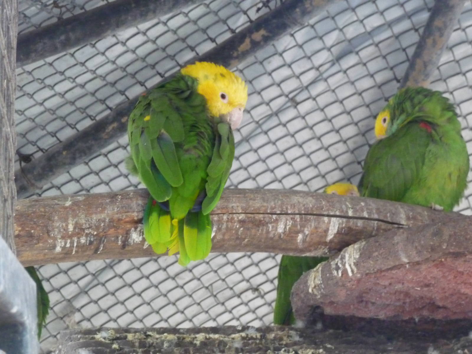 yellow headed amazon parrot zoo leon