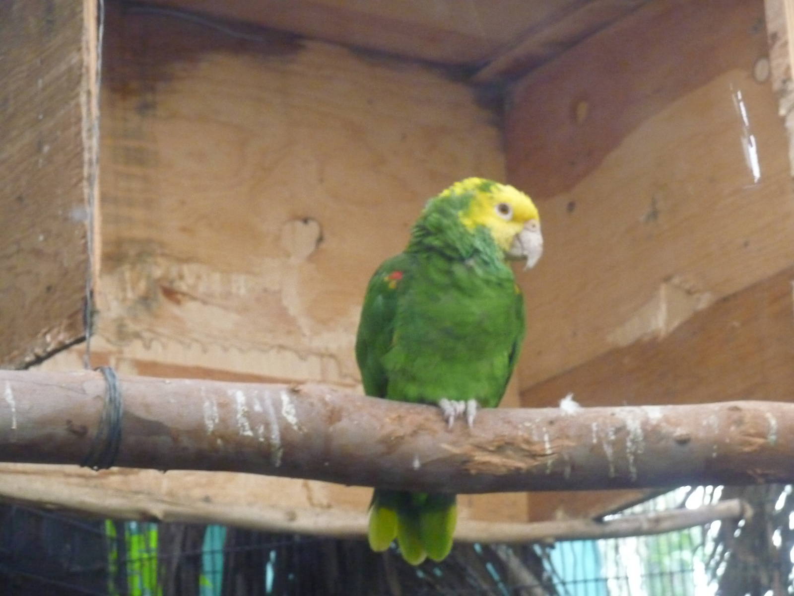 yellow headed amazon parrot zoologico de aragon
