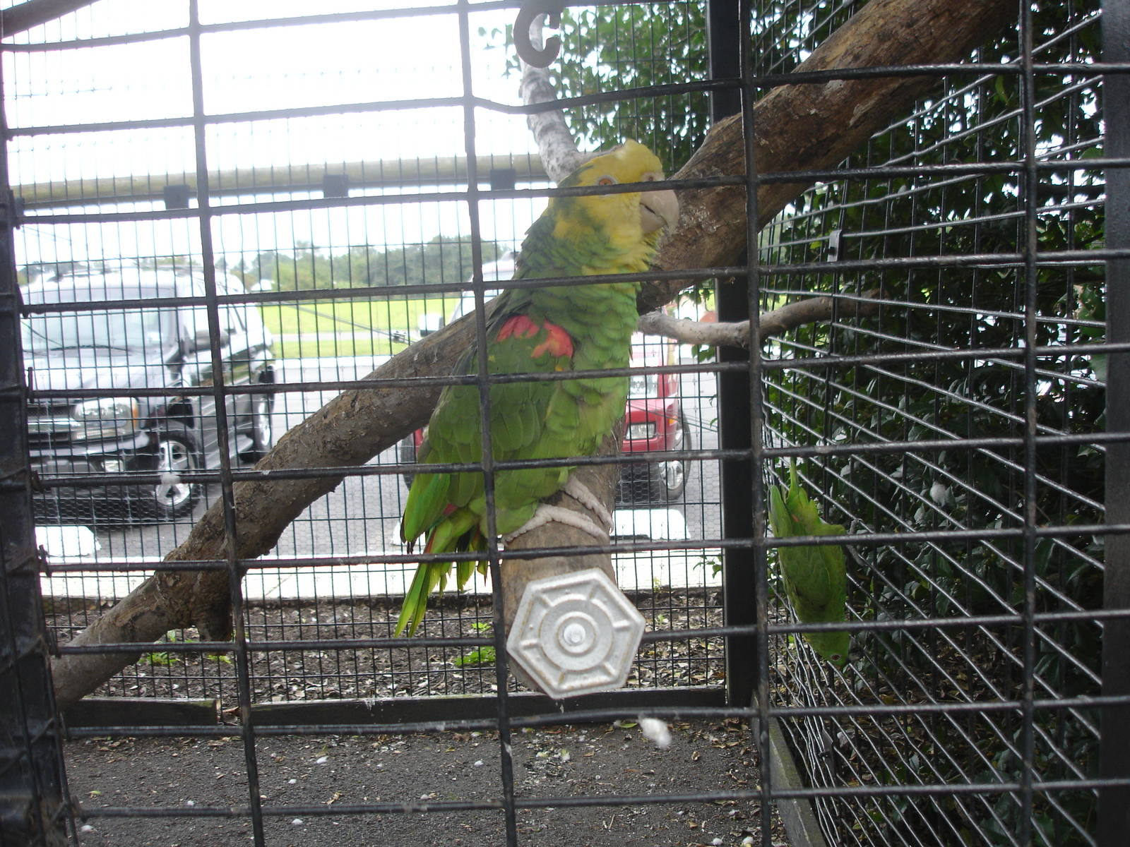 Yellow Headed Amazon Parrot