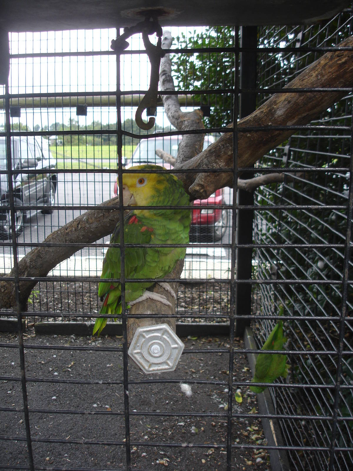 Yellow Headed Amazon Parrot