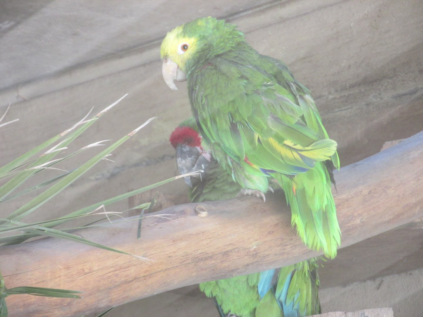 yellow headed amazon parrot