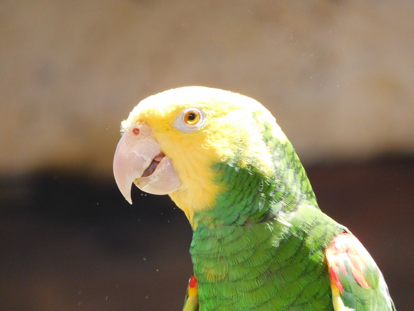 yellow headed Amazon parrot