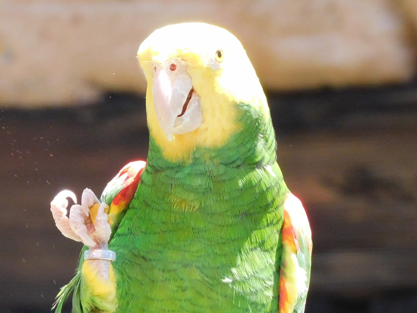 yellow headed Amazon parrot