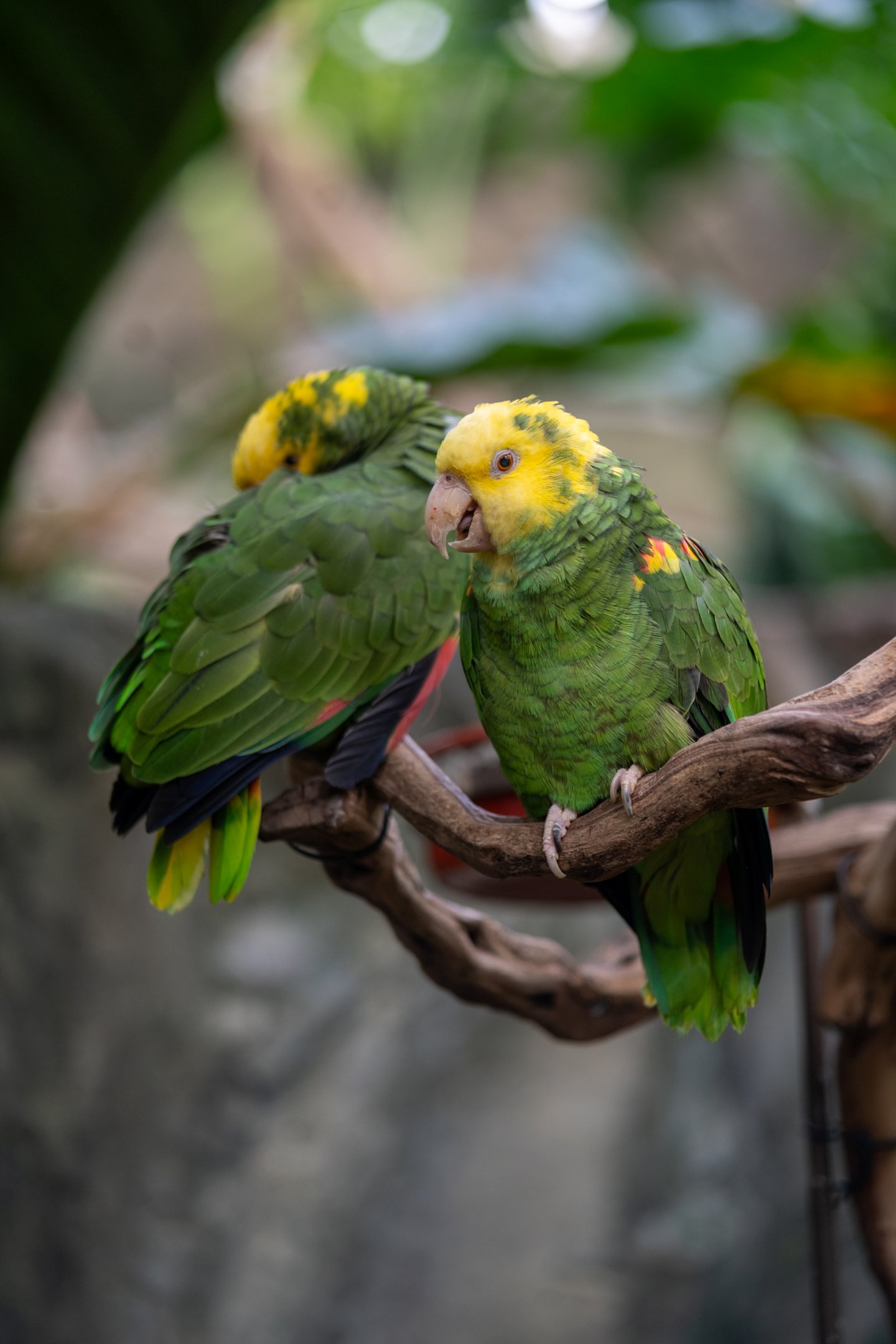 Yellow headed Amazon parrot