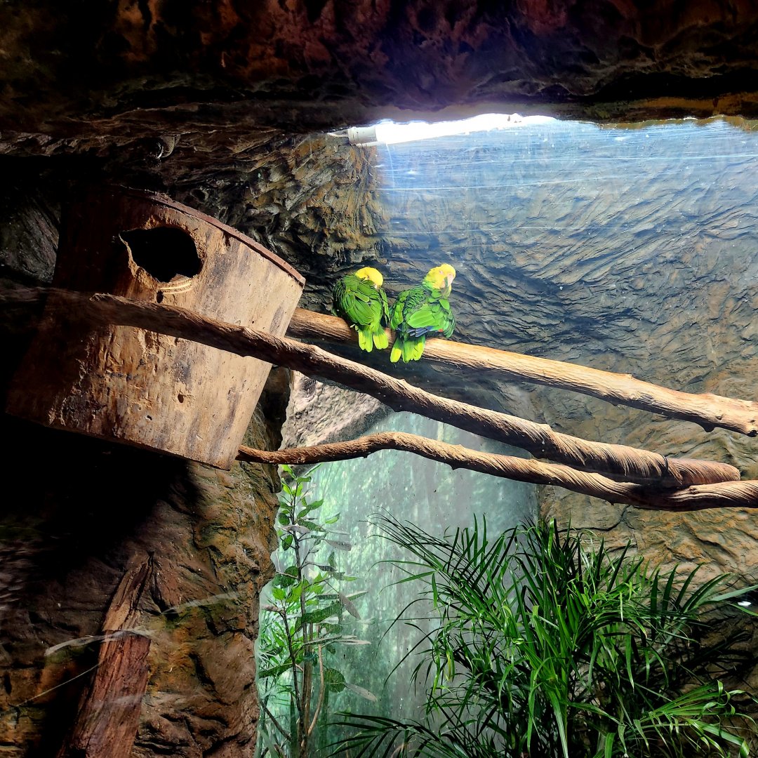 Yellow-Headed Amazon Parrots (Amazona oratrix)