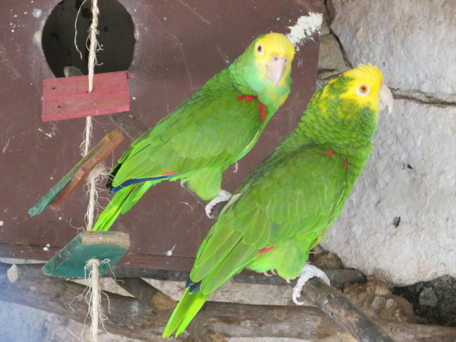yellow headed amazon parrots centenario zoo