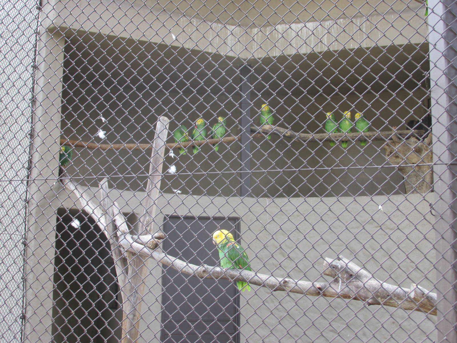 yellow headed amazon parrots guadalajara zoo