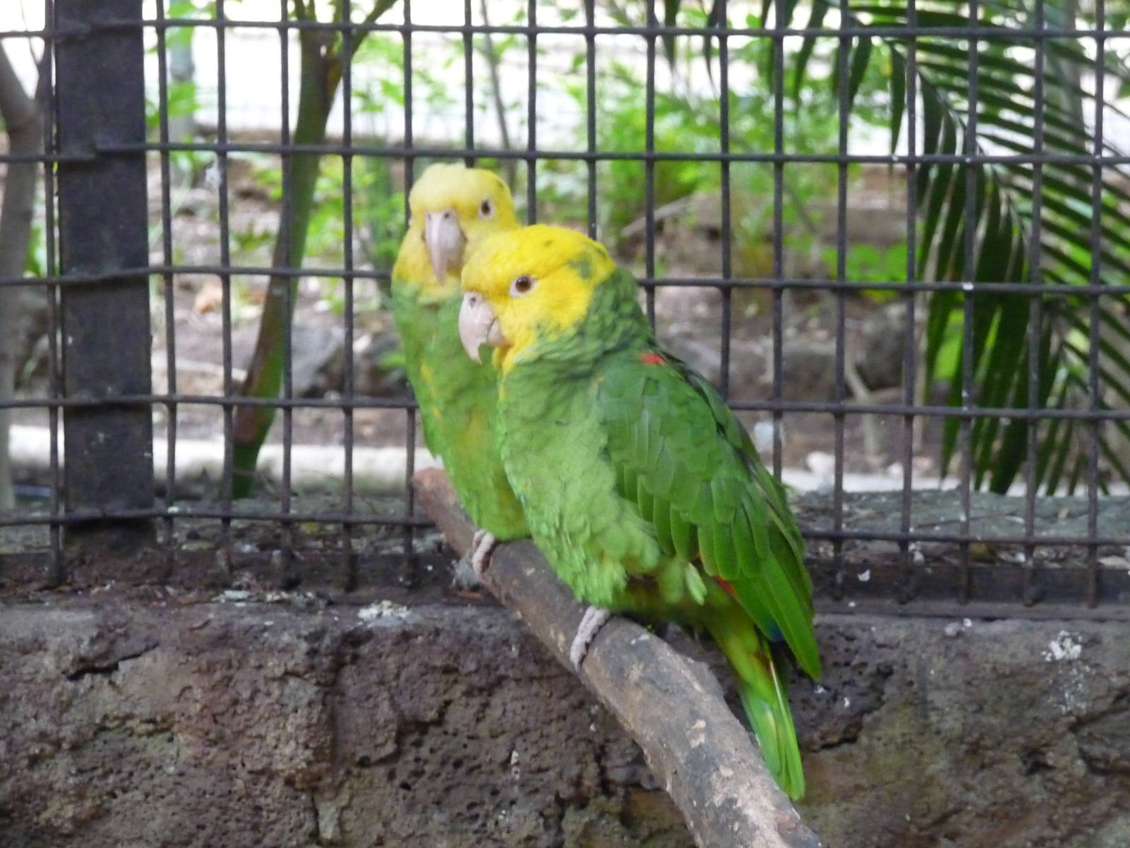 yellow headed amazon parrots morelia zoo