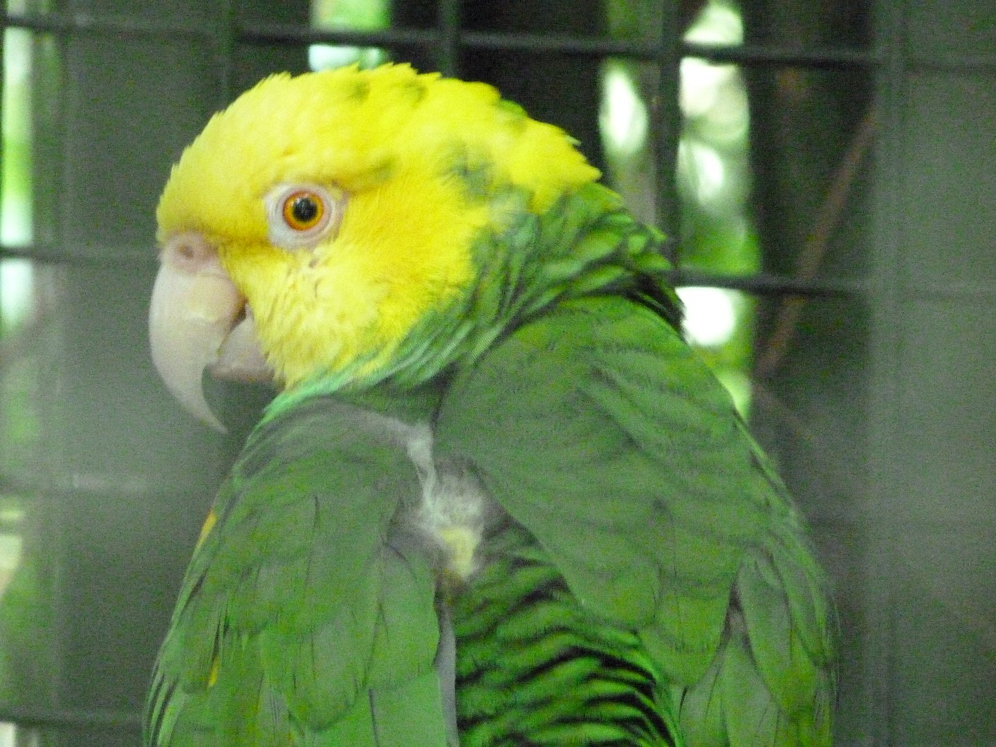 Yellow-headed amazon -Zoo d'Asson (2025)