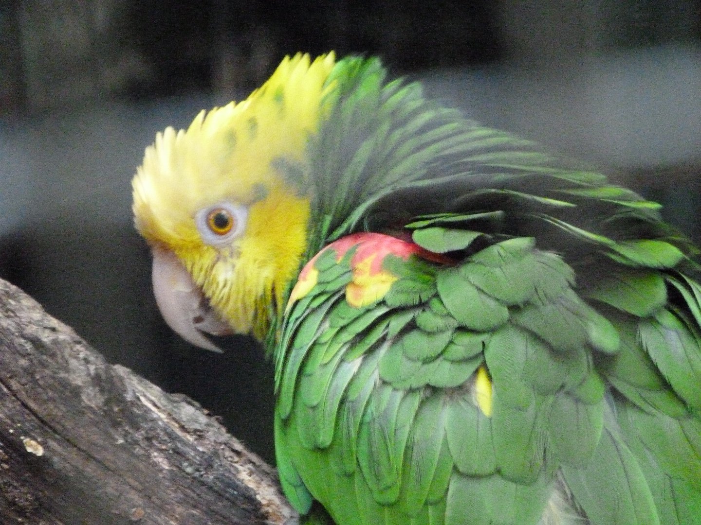 Yellow-headed amazon -Zoo d'Asson (2025)