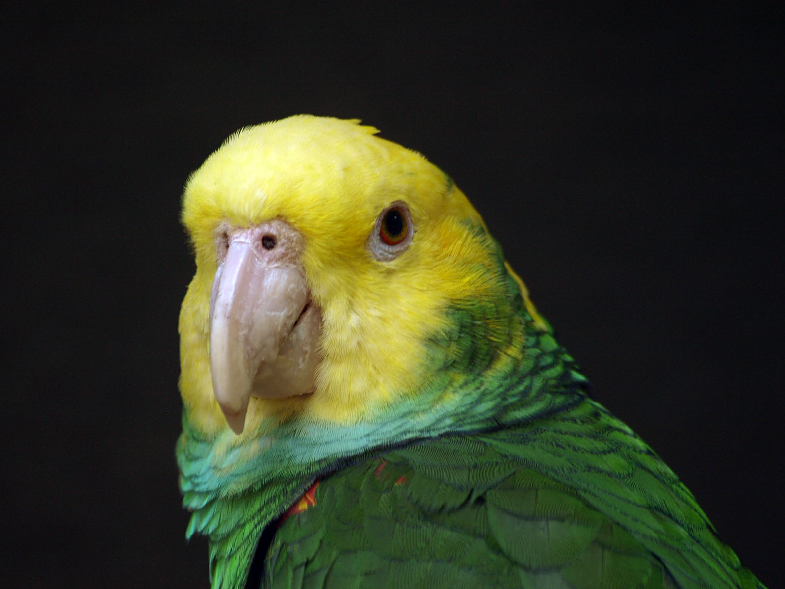 Yellow-headed amazon