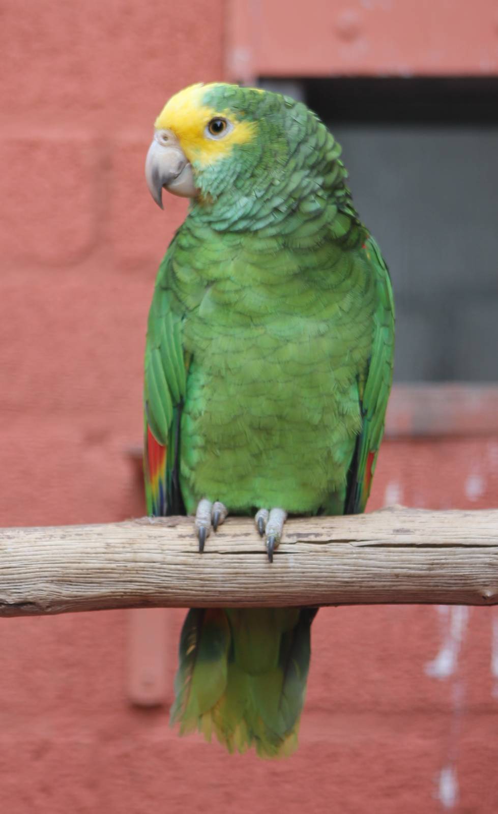 Yellow-headed amazon
