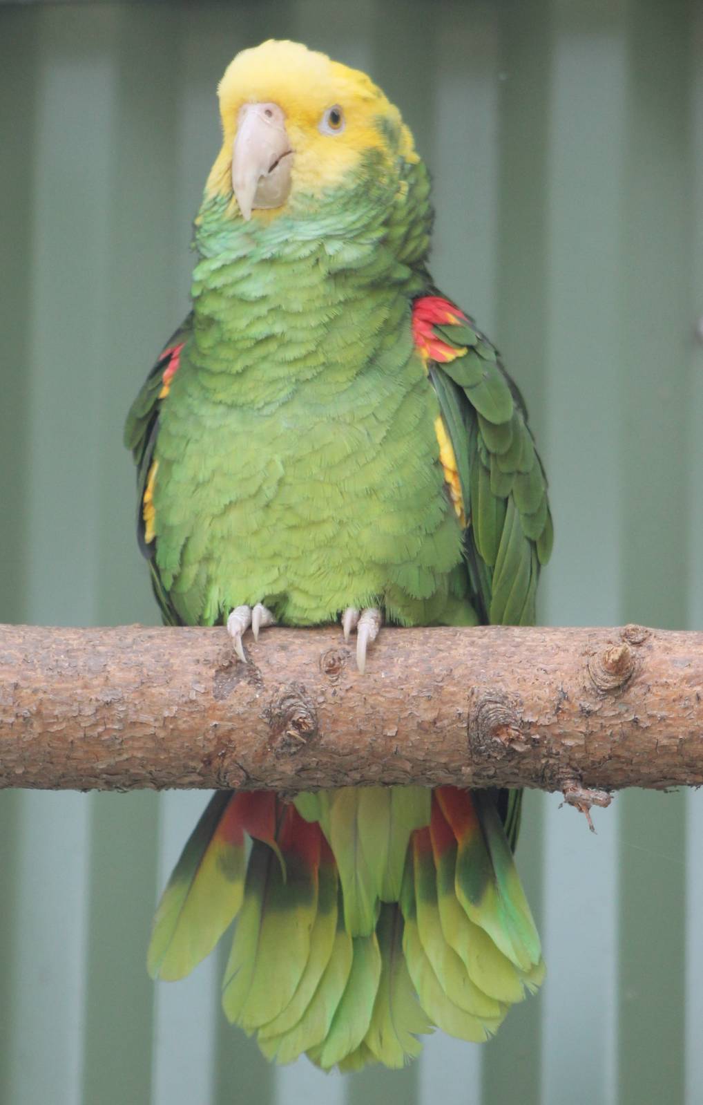 Yellow-headed amazon