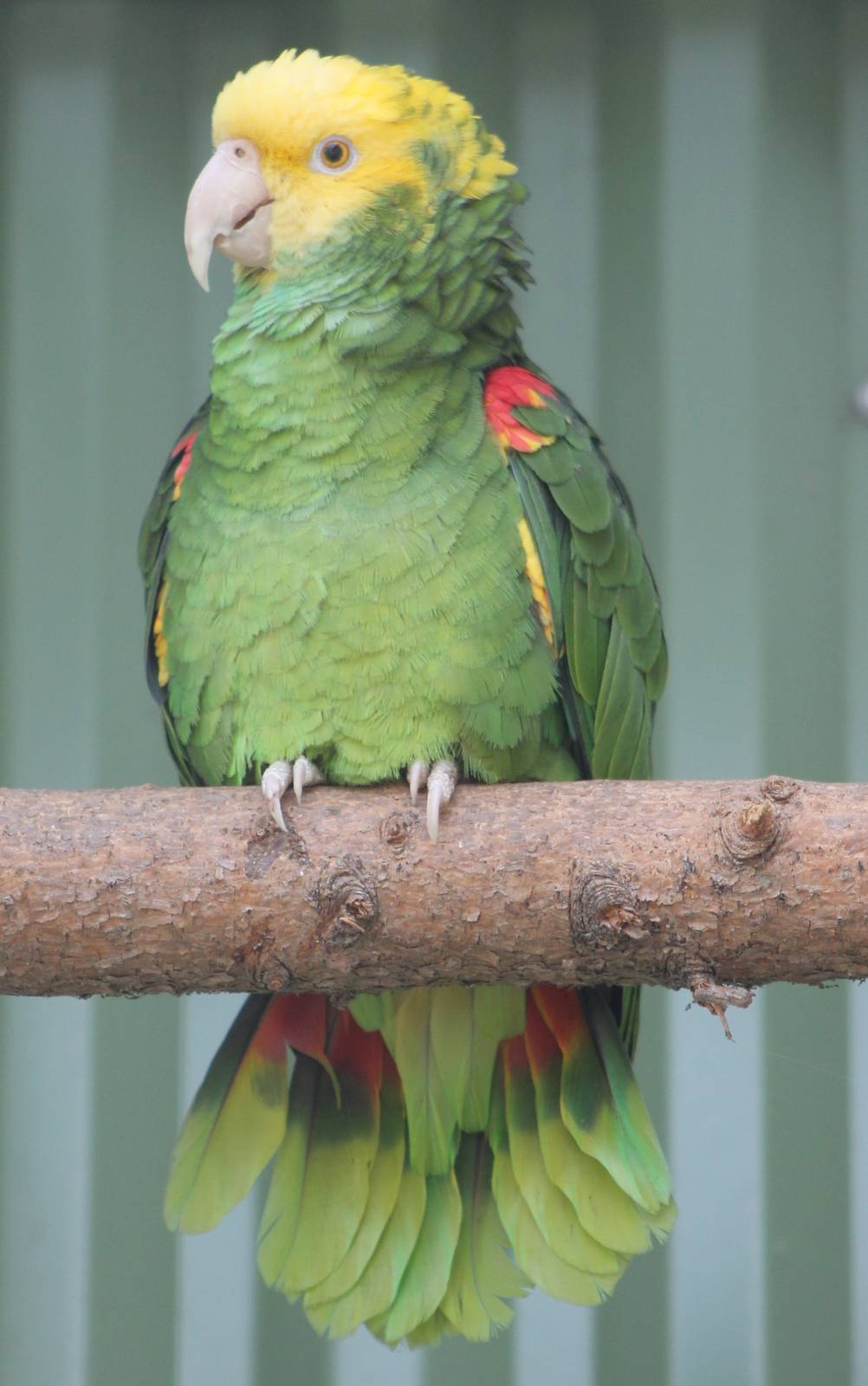 Yellow-headed amazon