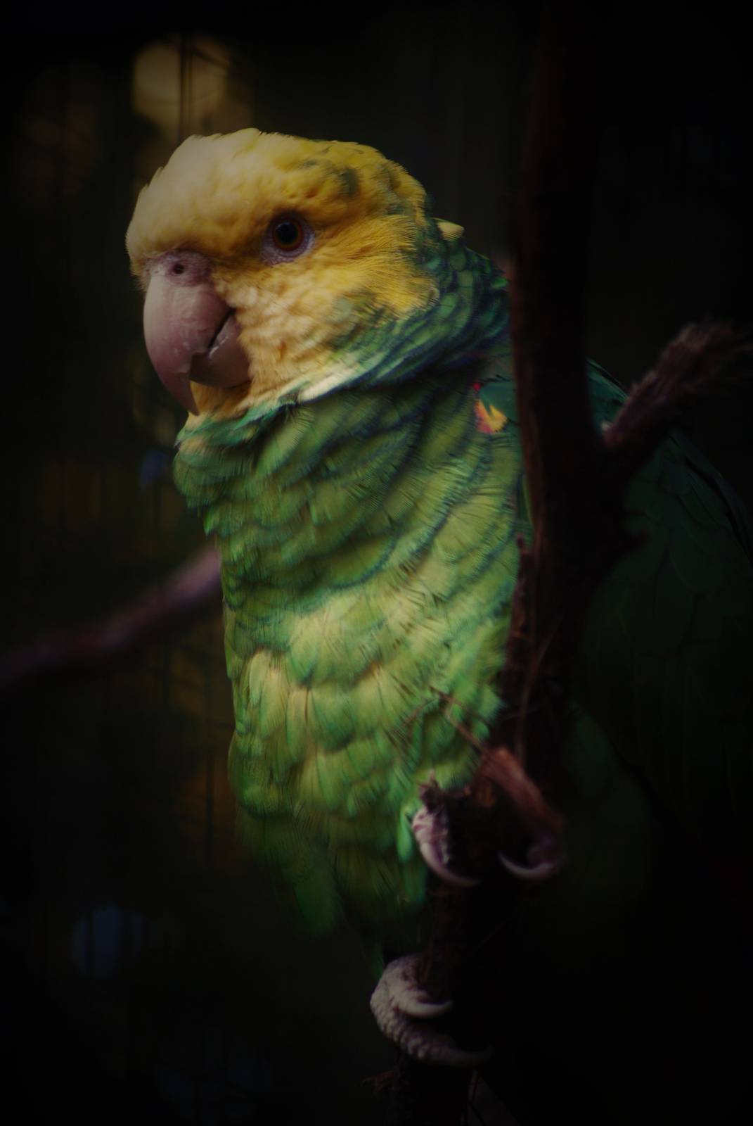 Yellow-headed amazon