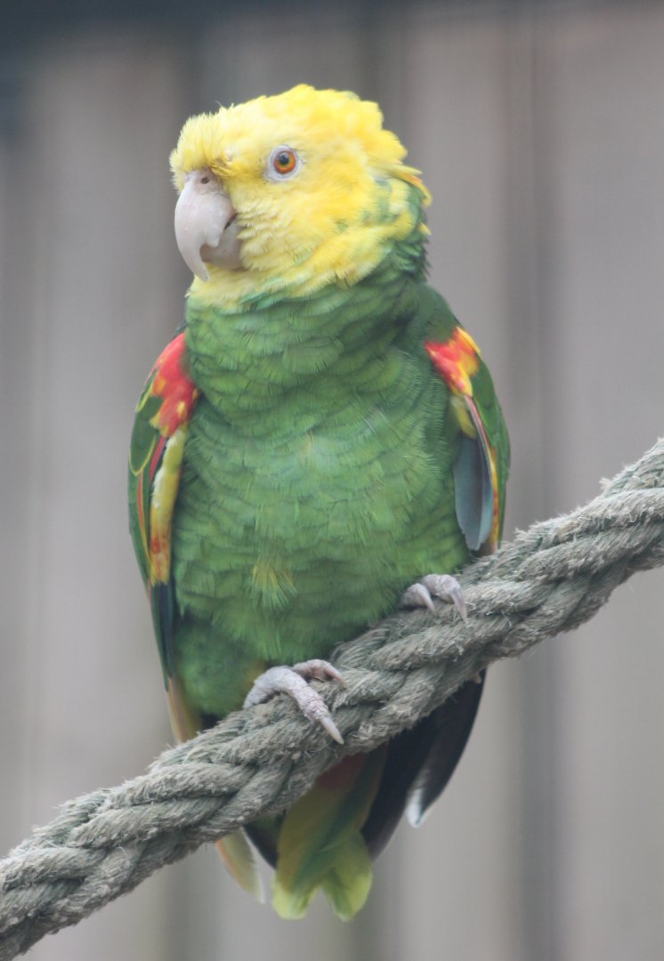 Yellow-headed amazon
