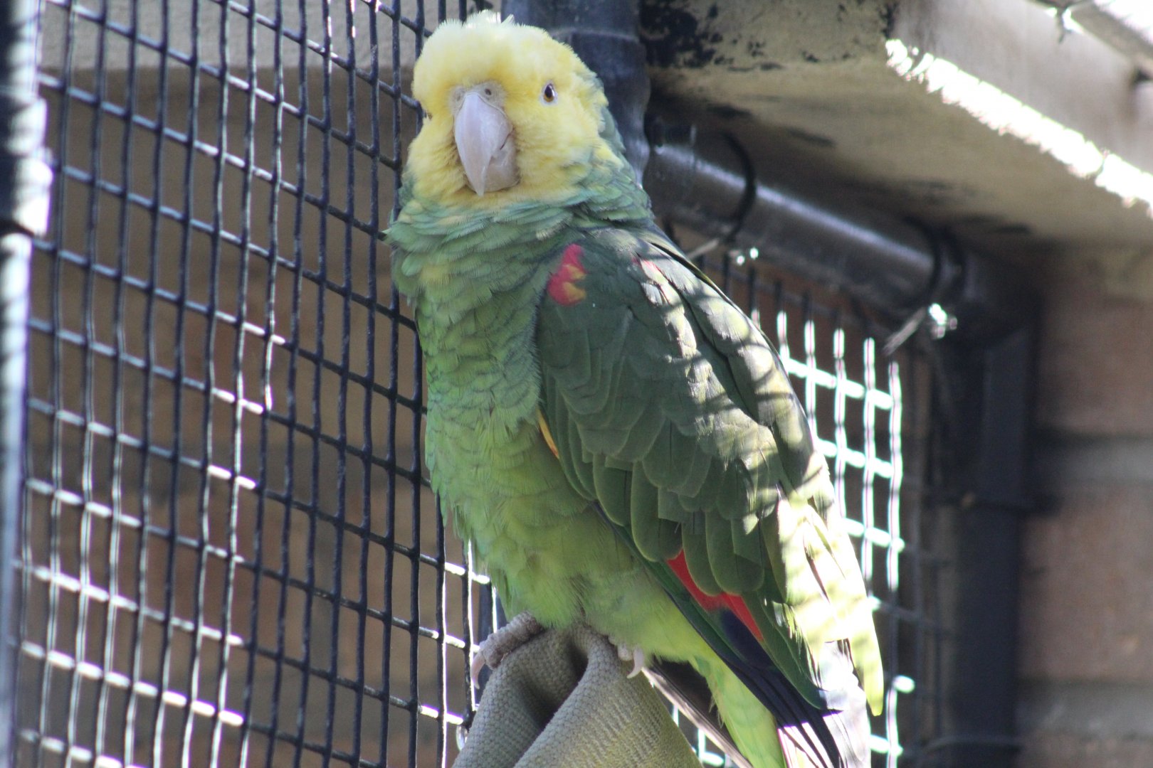 Yellow-Headed Amazon