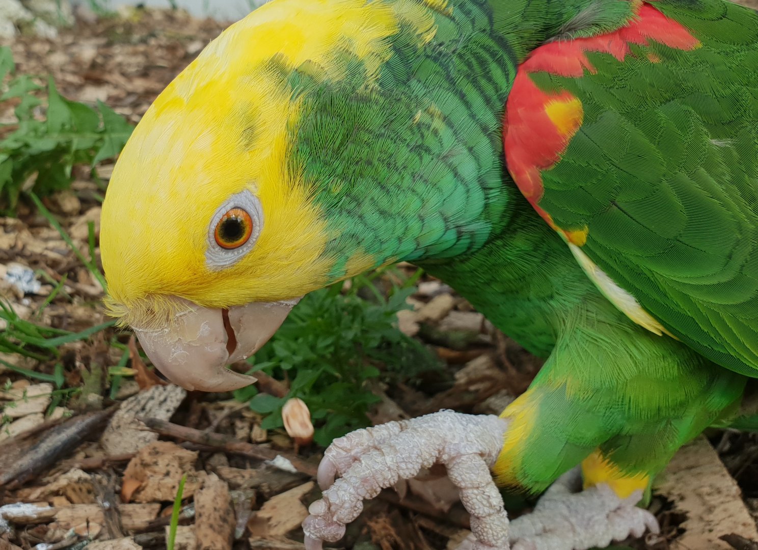 Yellow-headed amazon