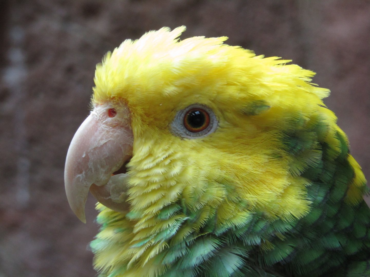 Yellow Headed Amazon