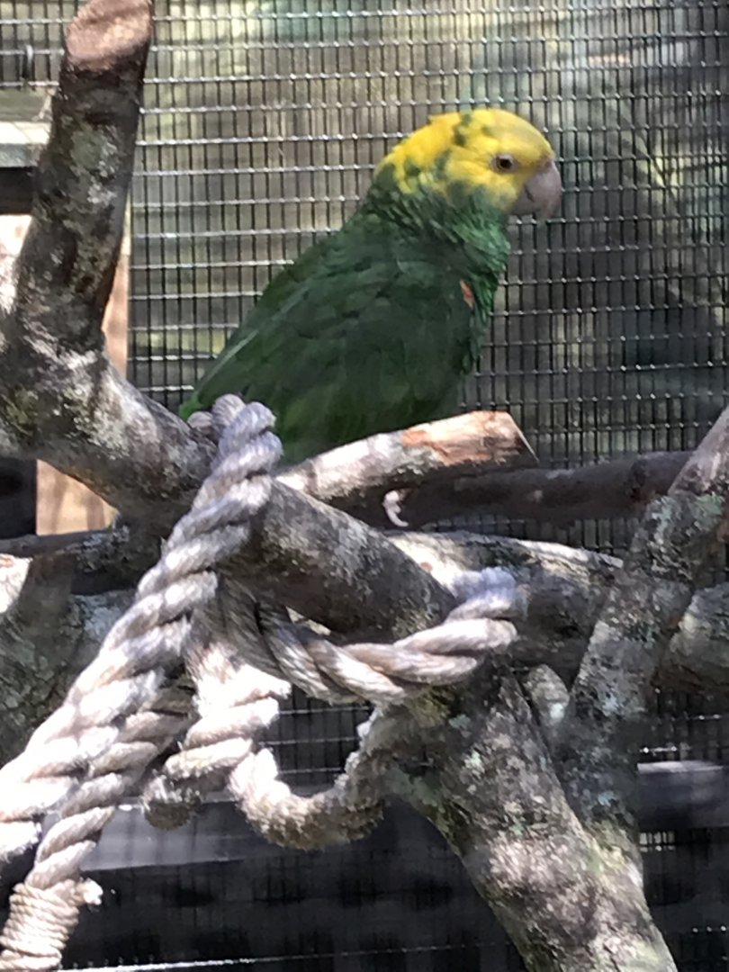 Yellow-headed amazon